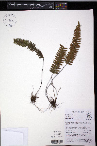 Ceradenia intonsa image