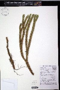 Phlegmariurus reflexus image