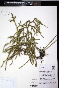 Palhinhaea riofrioi image