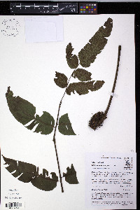 Diplazium trianae image