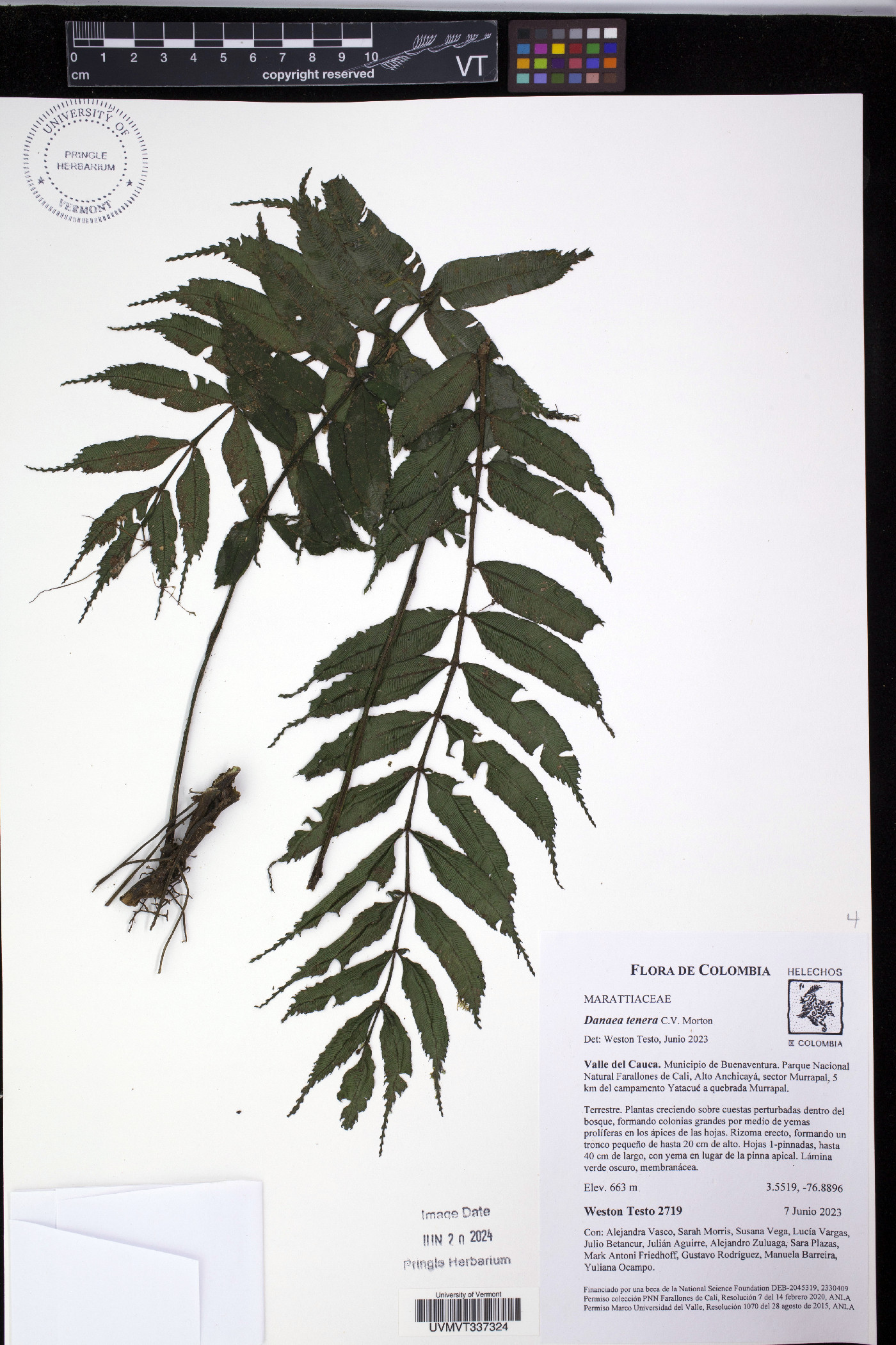 Danaea tenera image