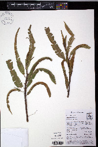 Oleandra pilosa image