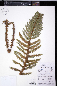 Polystichum paramicola image