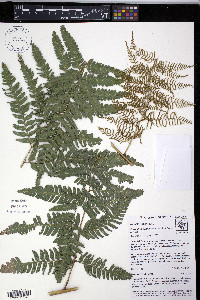 Polybotrya osmundacea image