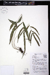 Blechnum gracile image