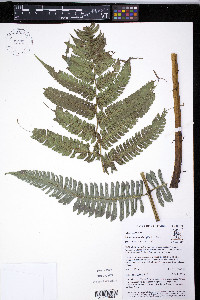 Diplazium lindbergii image