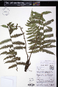 Amauropelta scalaris image