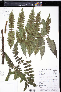Diplazium tungurahuae image