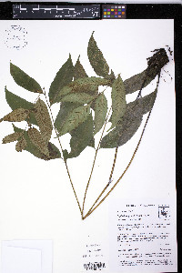 Diplazium grandifolium image