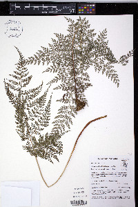 Arachniodes denticulata image