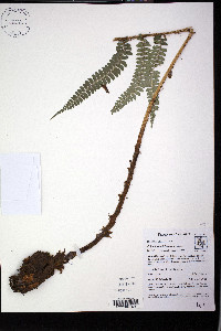 Polystichum lehmannii image