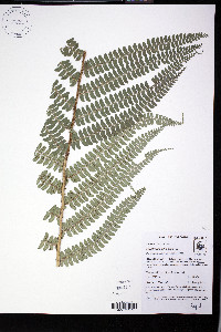 Polystichum lehmannii image