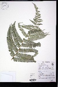 Polystichum lehmannii image
