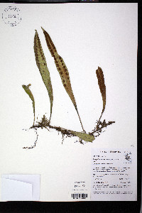 Pleopeltis macrocarpa image