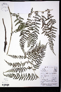 Athyrium dombeyi image