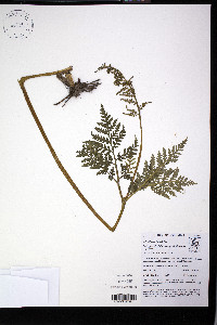 Botrypus virginianus subsp. virginianus image