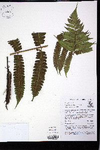 Diplazium striatum image