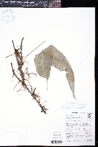 Elaphoglossum antioquianum image