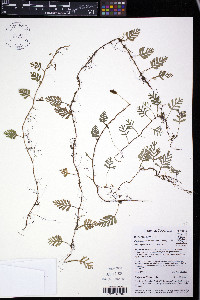 Elaphoglossum colombianum image
