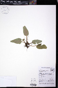 Elaphoglossum exsertipes image