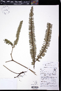 Sticherus rubiginosus image