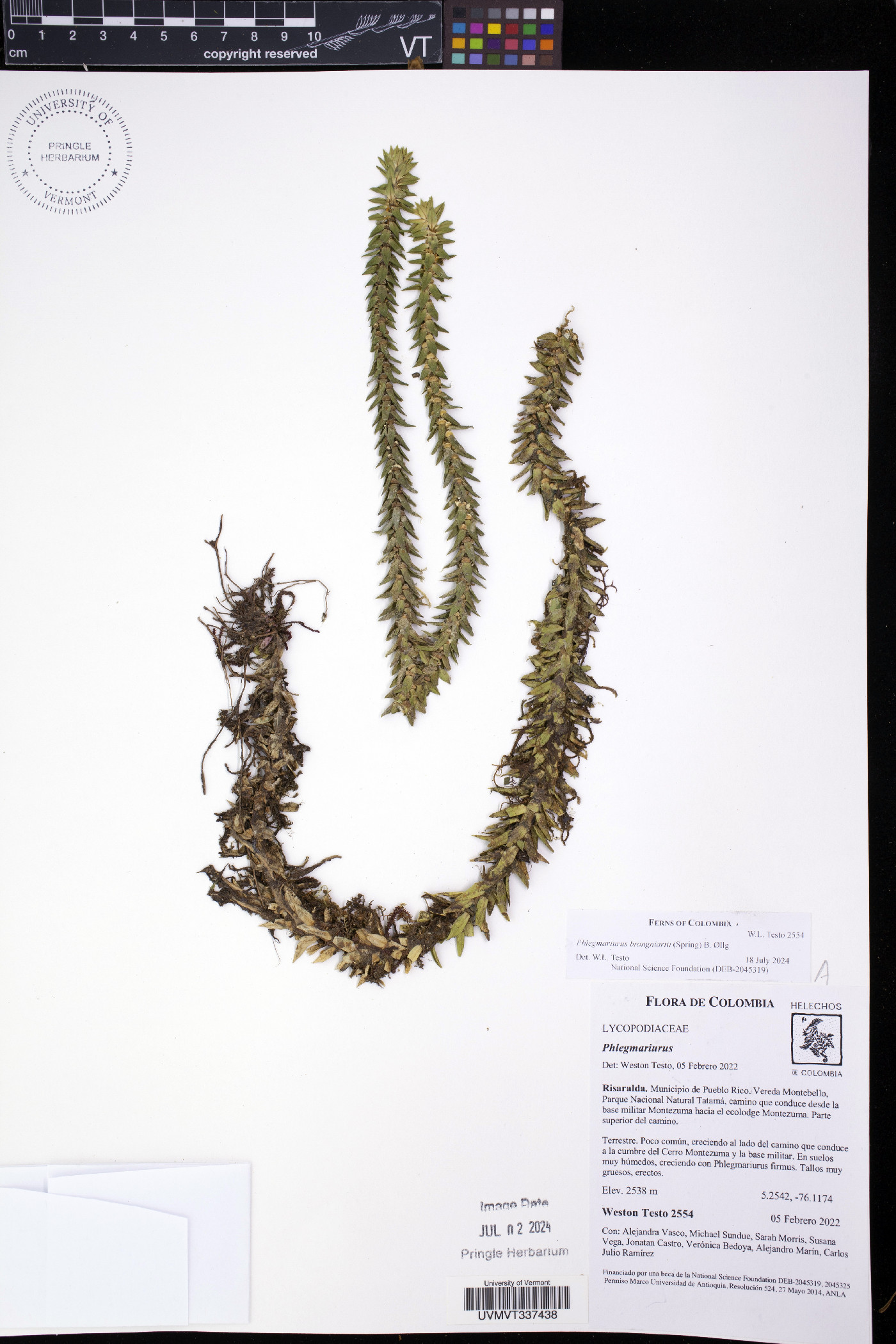 Phlegmariurus brongniartii image