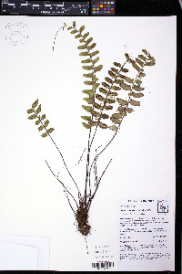 Asplenium cirrhatum image