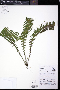 Pecluma hygrometrica image