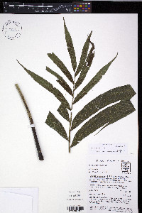 Meniscium angustifolium image