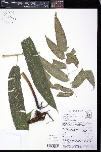 Media resource of Meniscium pachysorum