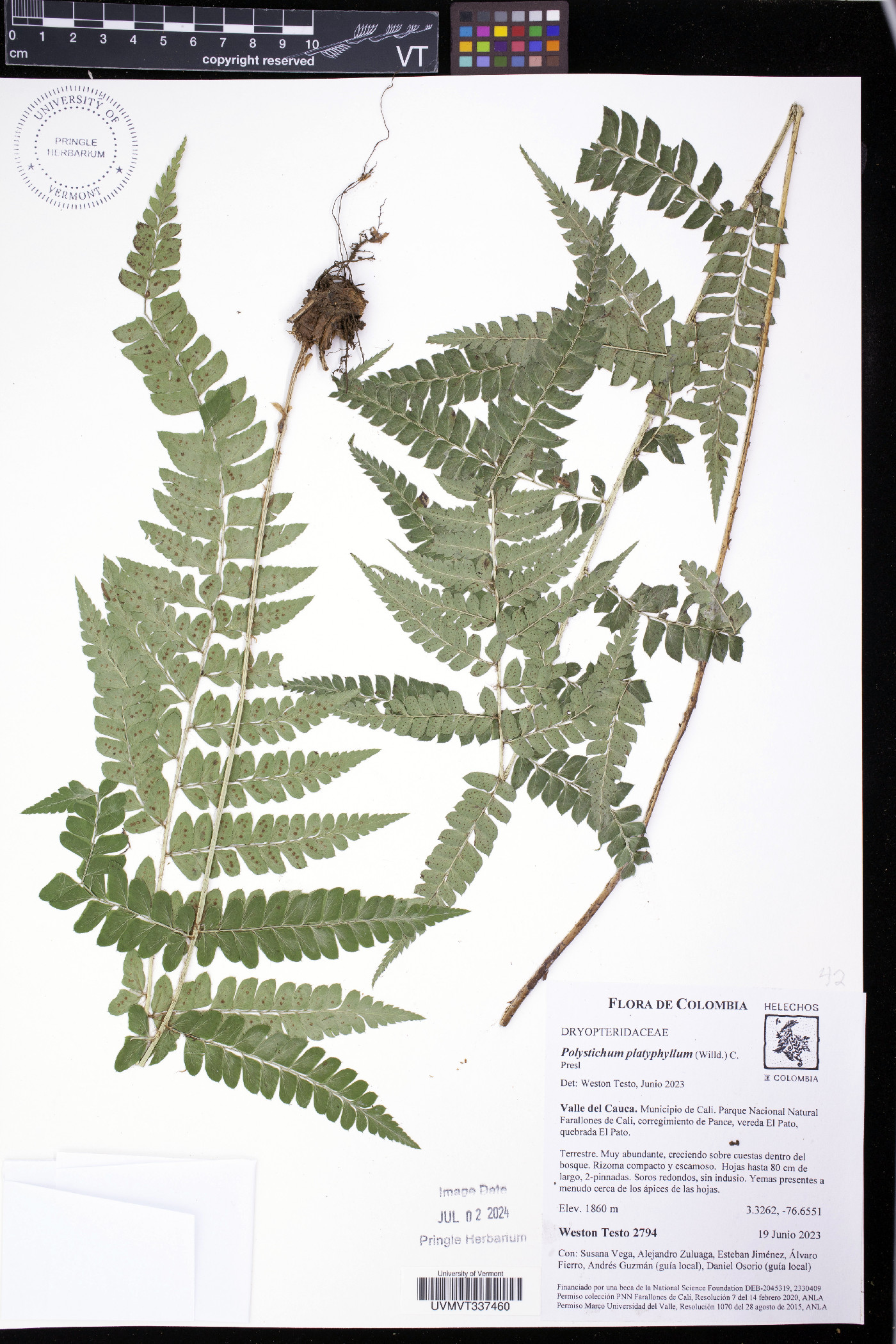 Polystichum platyphyllum image