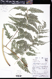 Pteris muricata image