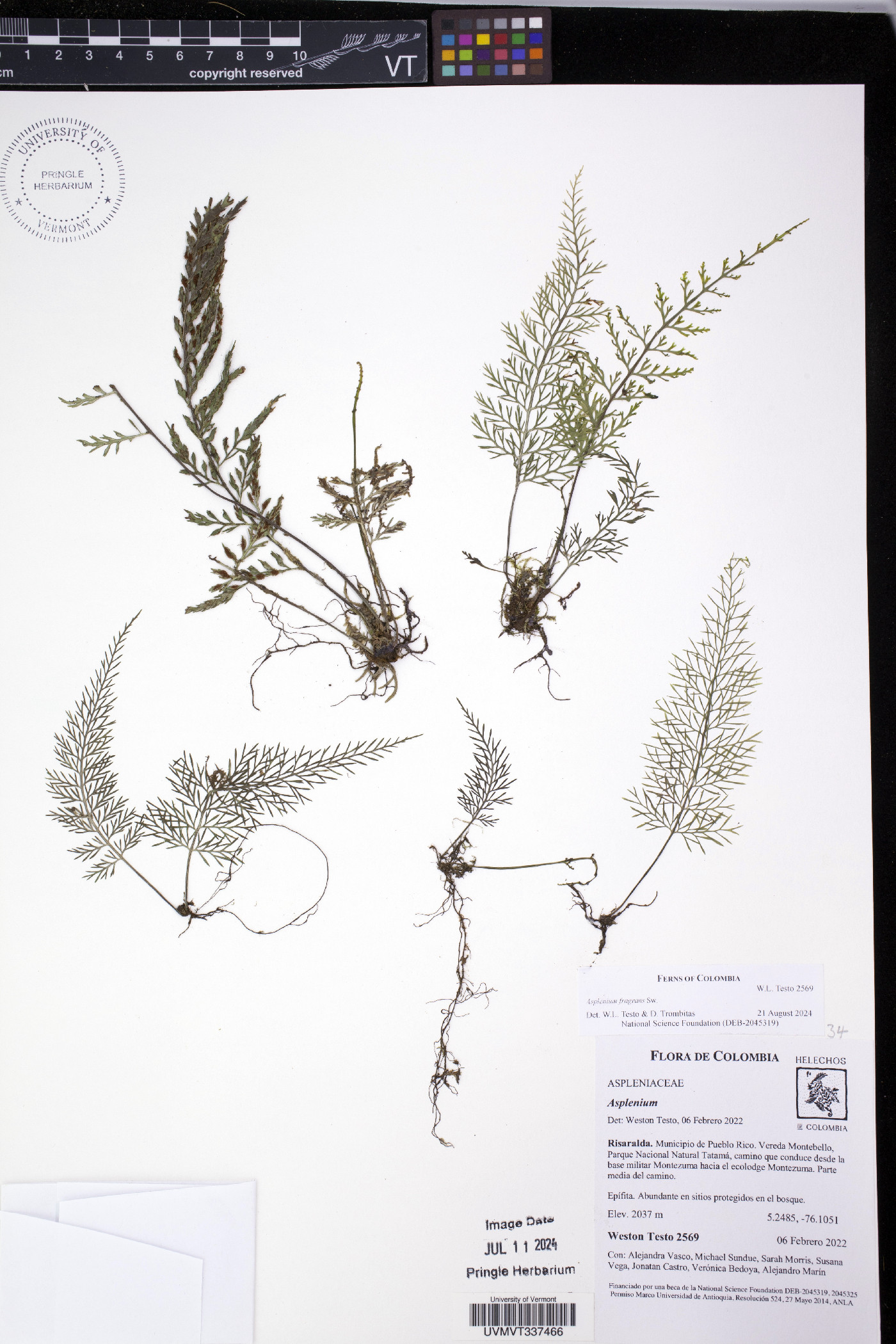 Asplenium fragrans image