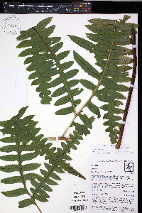 Pteris decurrens image