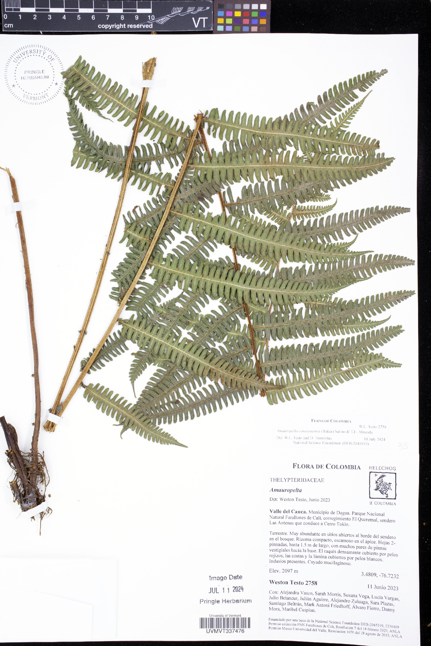 Amauropelta corazonensis image