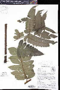 Diplazium macrophyllum image