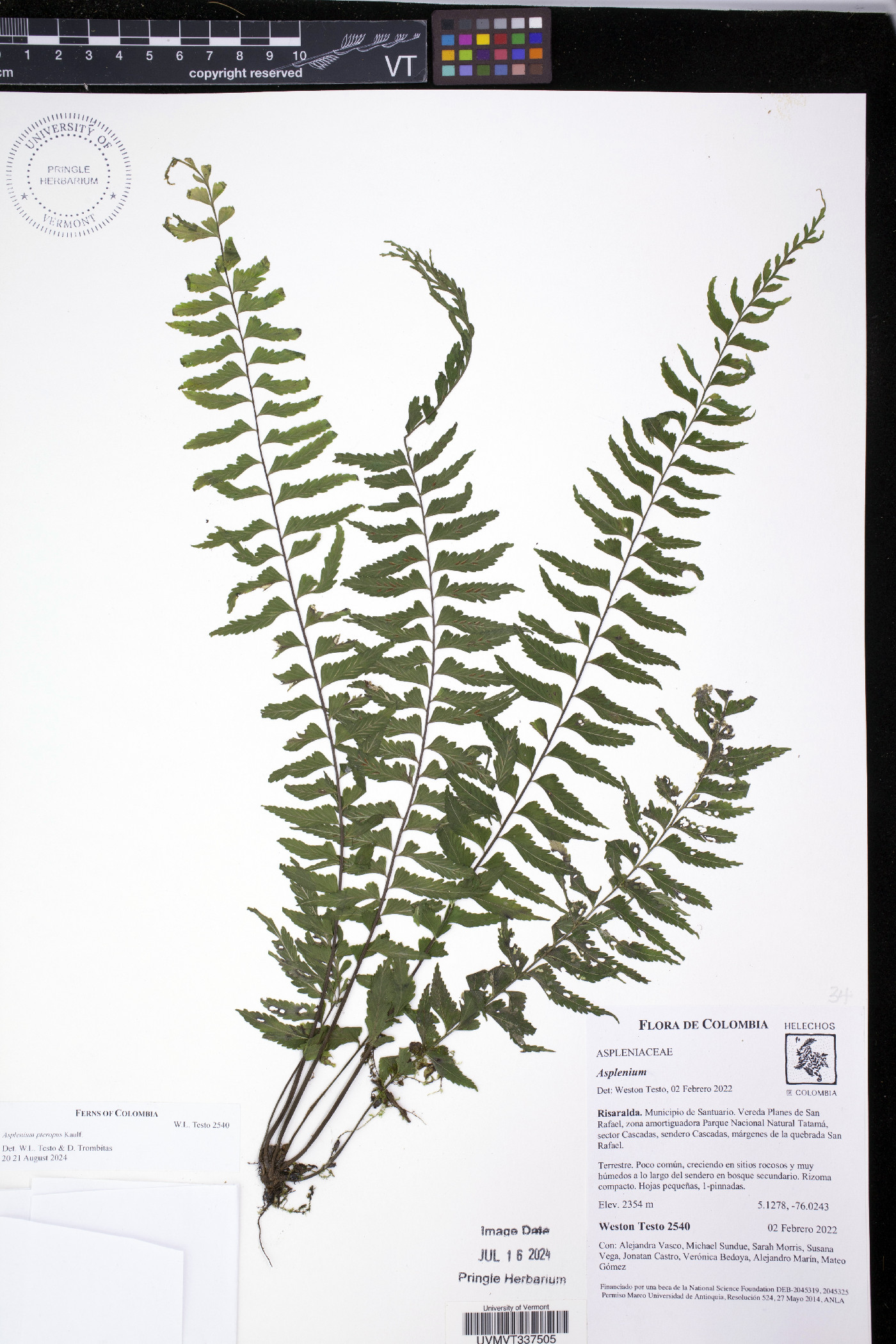 Asplenium pteropus image