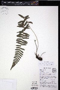 Amauropelta brachypus image