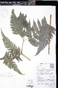 Pteris altissima image