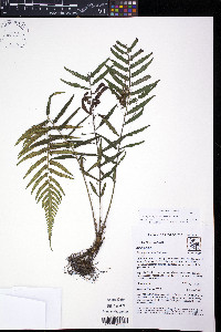 Amauropelta aspidioides image