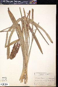 Amianthium muscitoxicum image