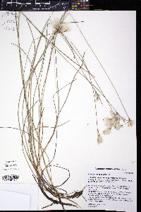 Eriophorum tenellum image
