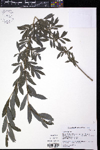 Salix purpurea image