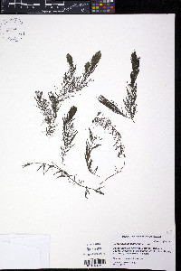 Ceratophyllum echinatum image
