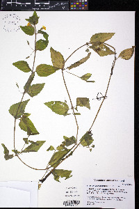 Erythranthe moschata image