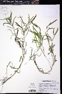 Potamogeton obtusifolius image
