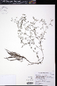 Galium trifidum image