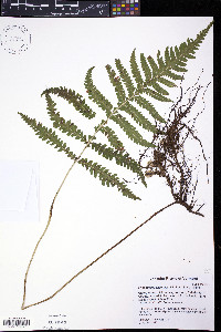 Phegopteris excelsior image