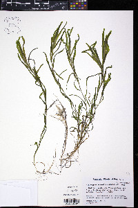 Potamogeton obtusifolius image