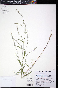 Polygonum douglasii image